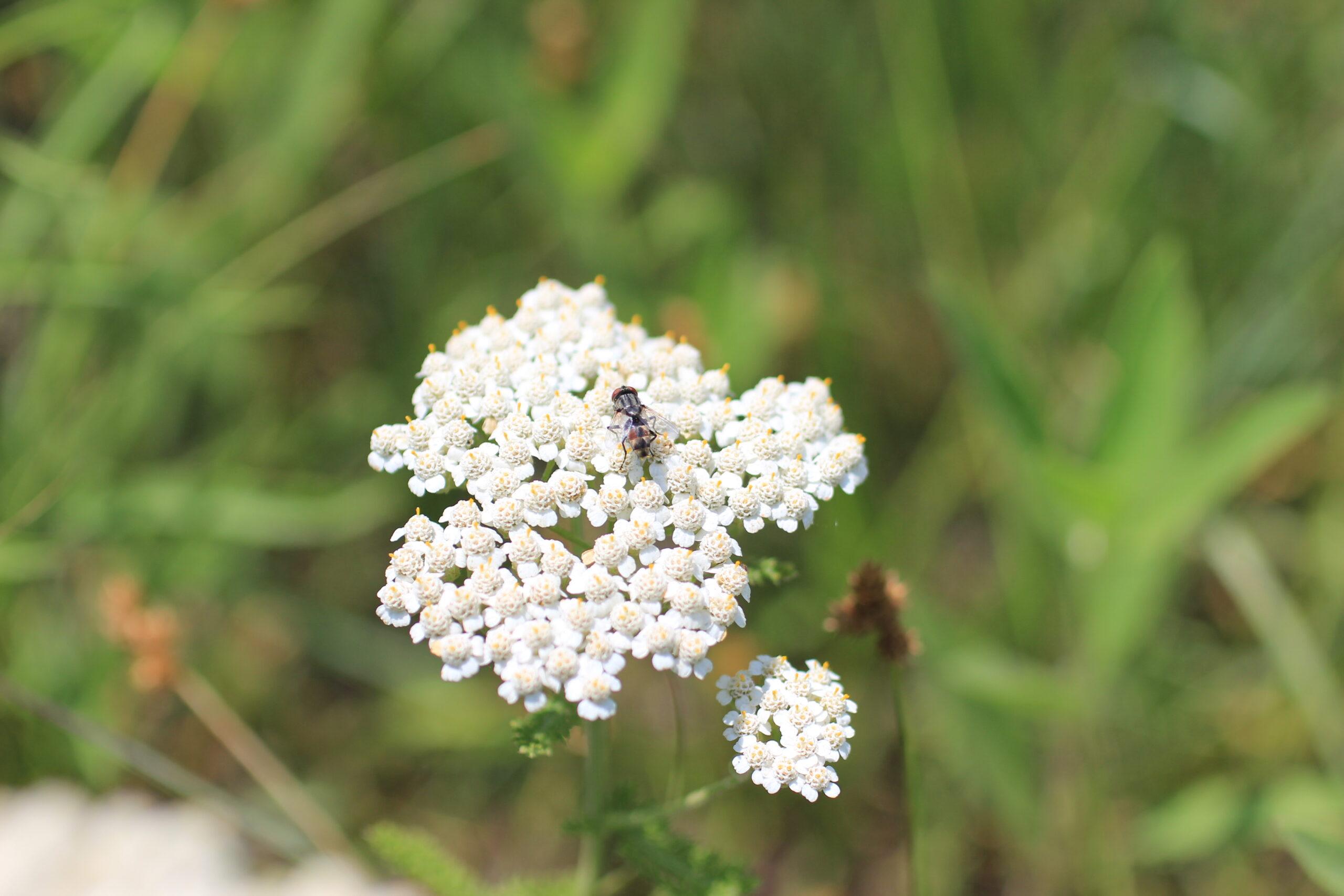 Western Yarrow