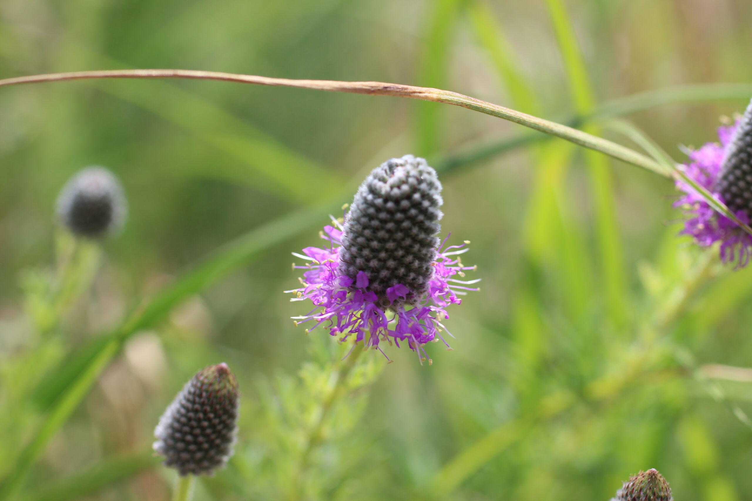 Pretty Prairie - Shortgrass Mix - Image 4
