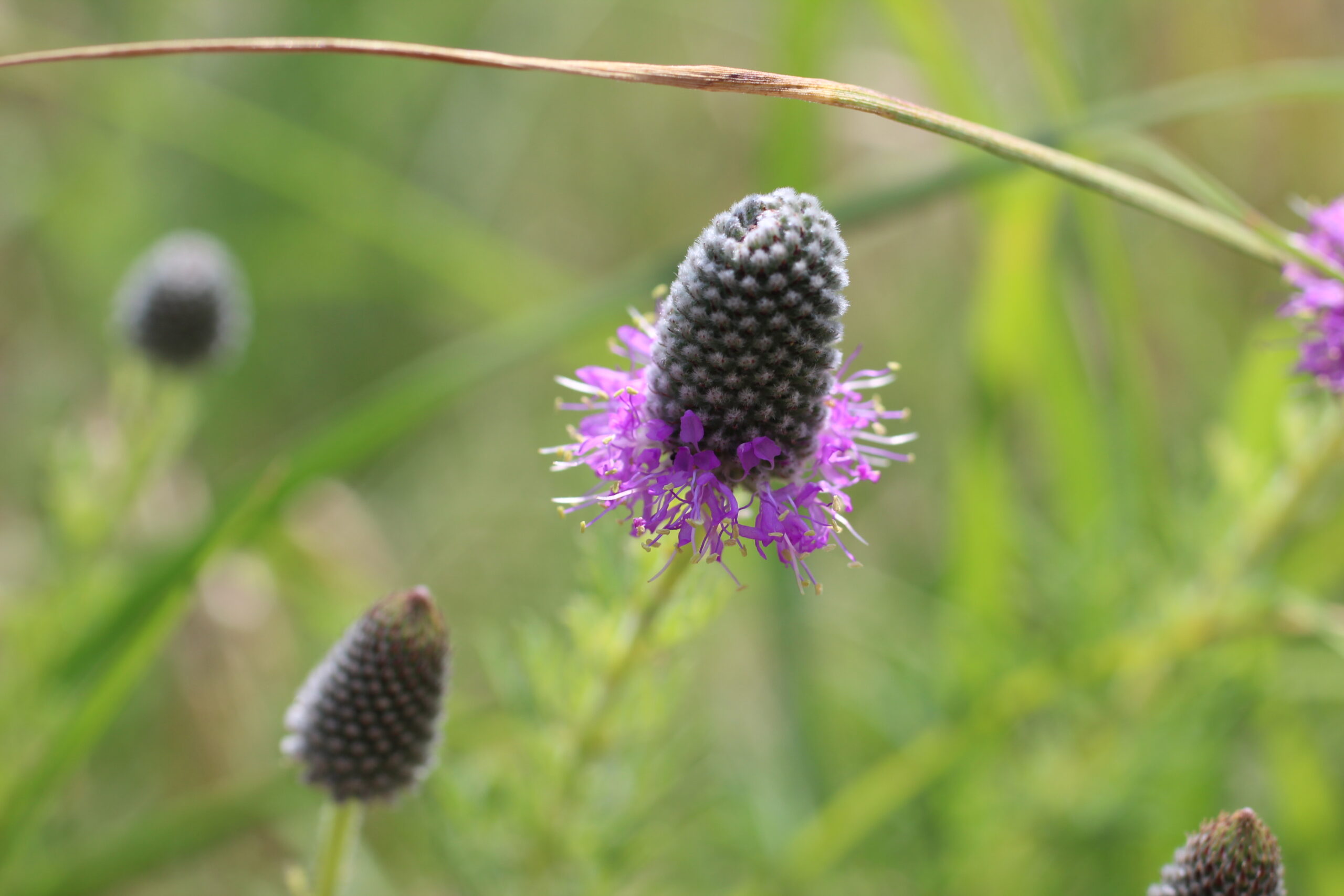 Purple Prairie Clover in the Big 12 Wildflower Mix