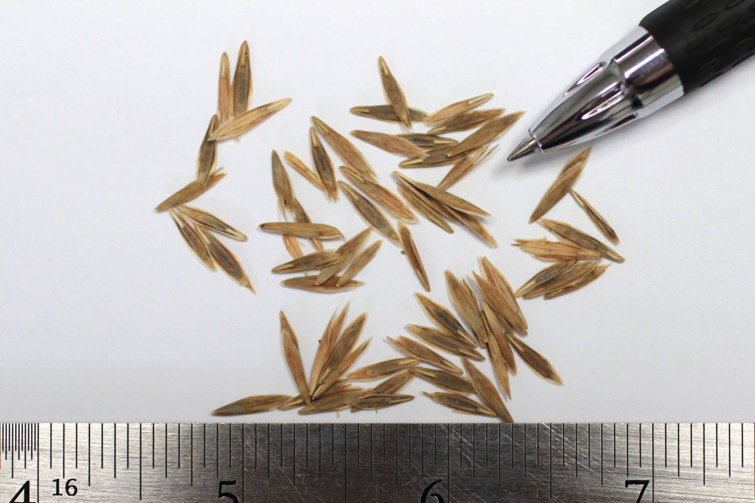 Smooth Bromegrass - Image 3