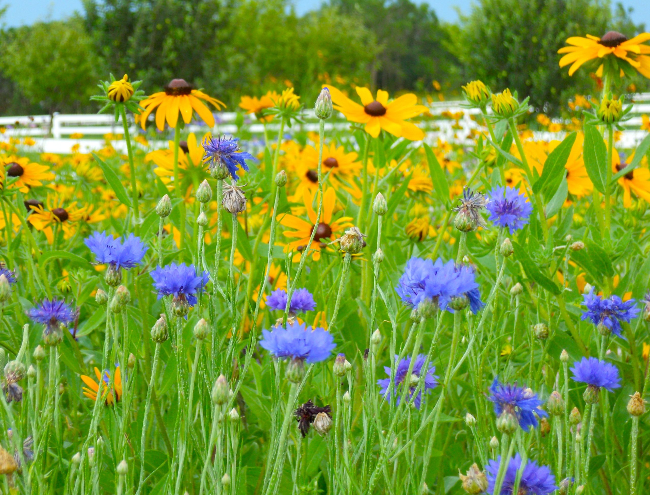 Sunshine Annual Wildflower Mix