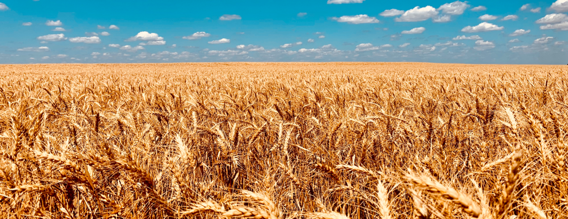 Winter Wheat