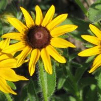 black eyed susan