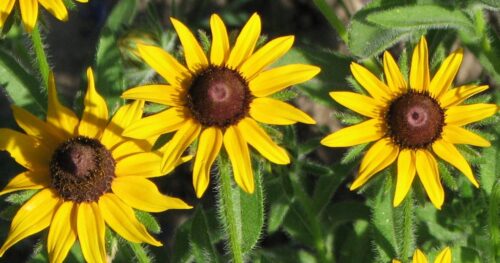 black eyed susan