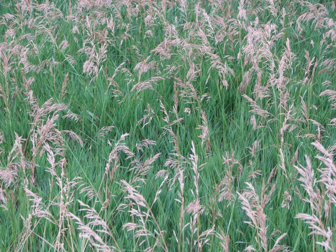 Brome grasses - Bonide