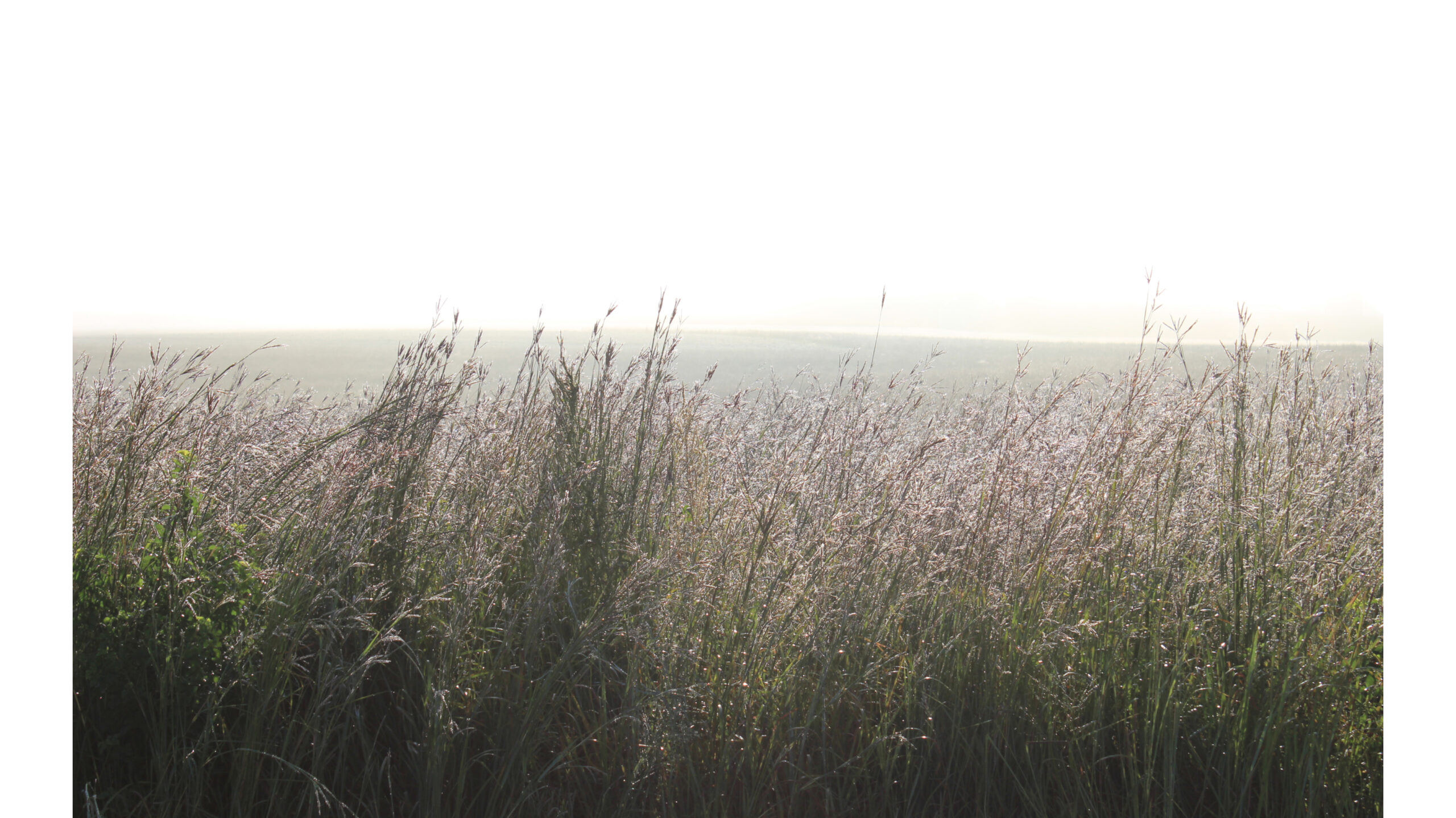 Native Tallgrass Mix - Image 6