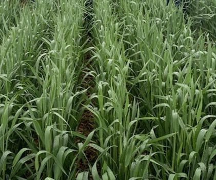 Winter Triticale