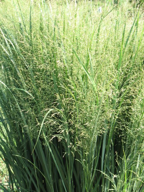 Switchgrass