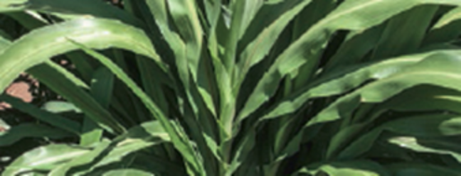 All Star BMR Pearl Millet - Image 3