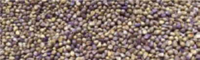 All Star BMR Pearl Millet - Image 2