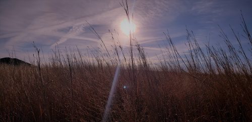 Indiangrass in Asylum - Insane Deer Bedding Mix