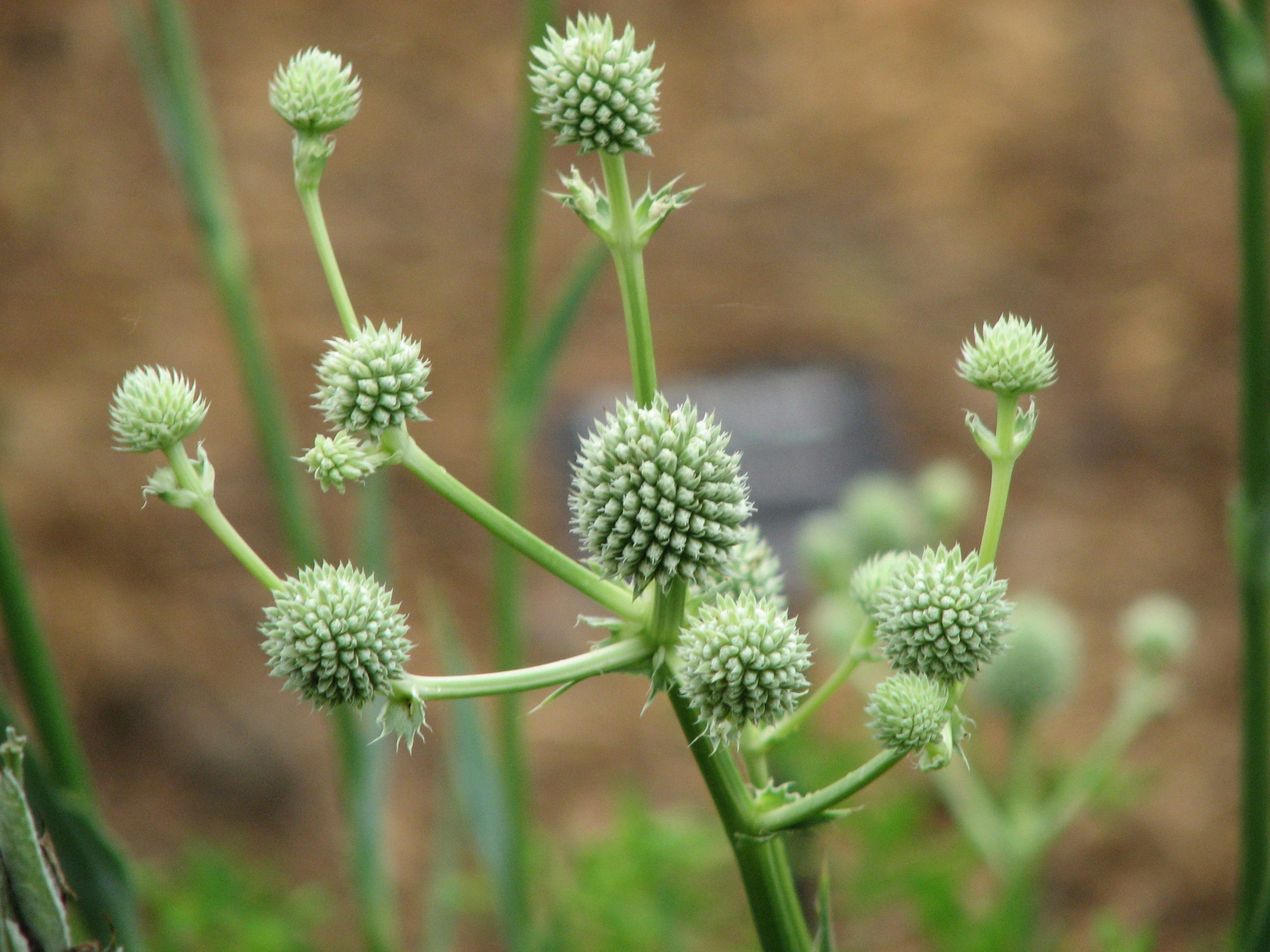 Rattlesnake Master