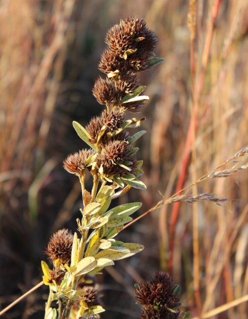 Roundhead Lespedeza