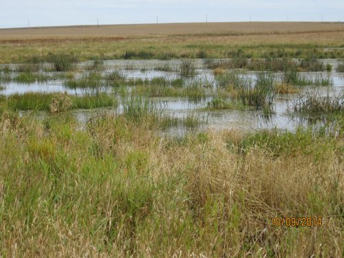 All-Star OBL Wetland Mix