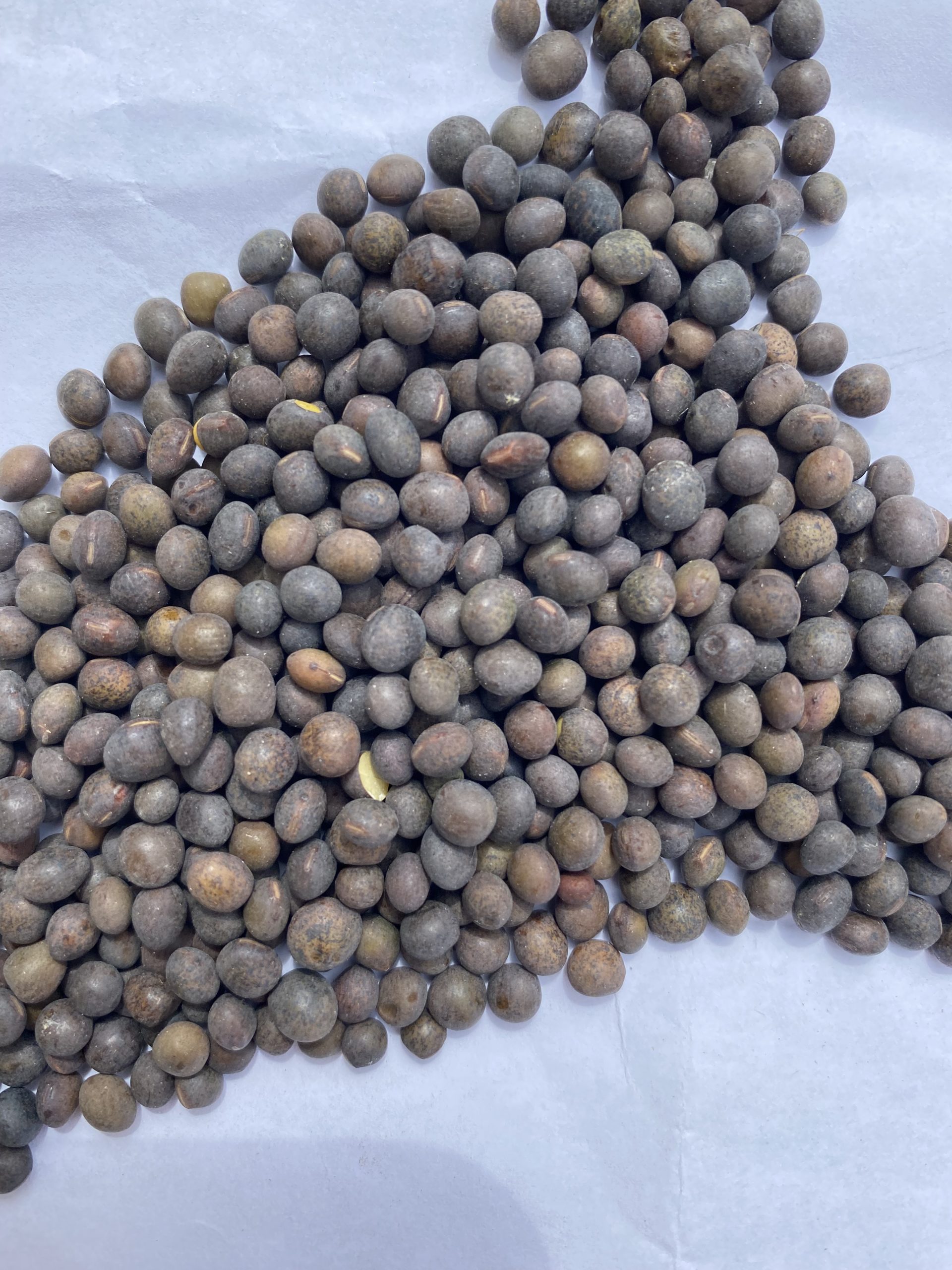 Woolly Pod Vetch