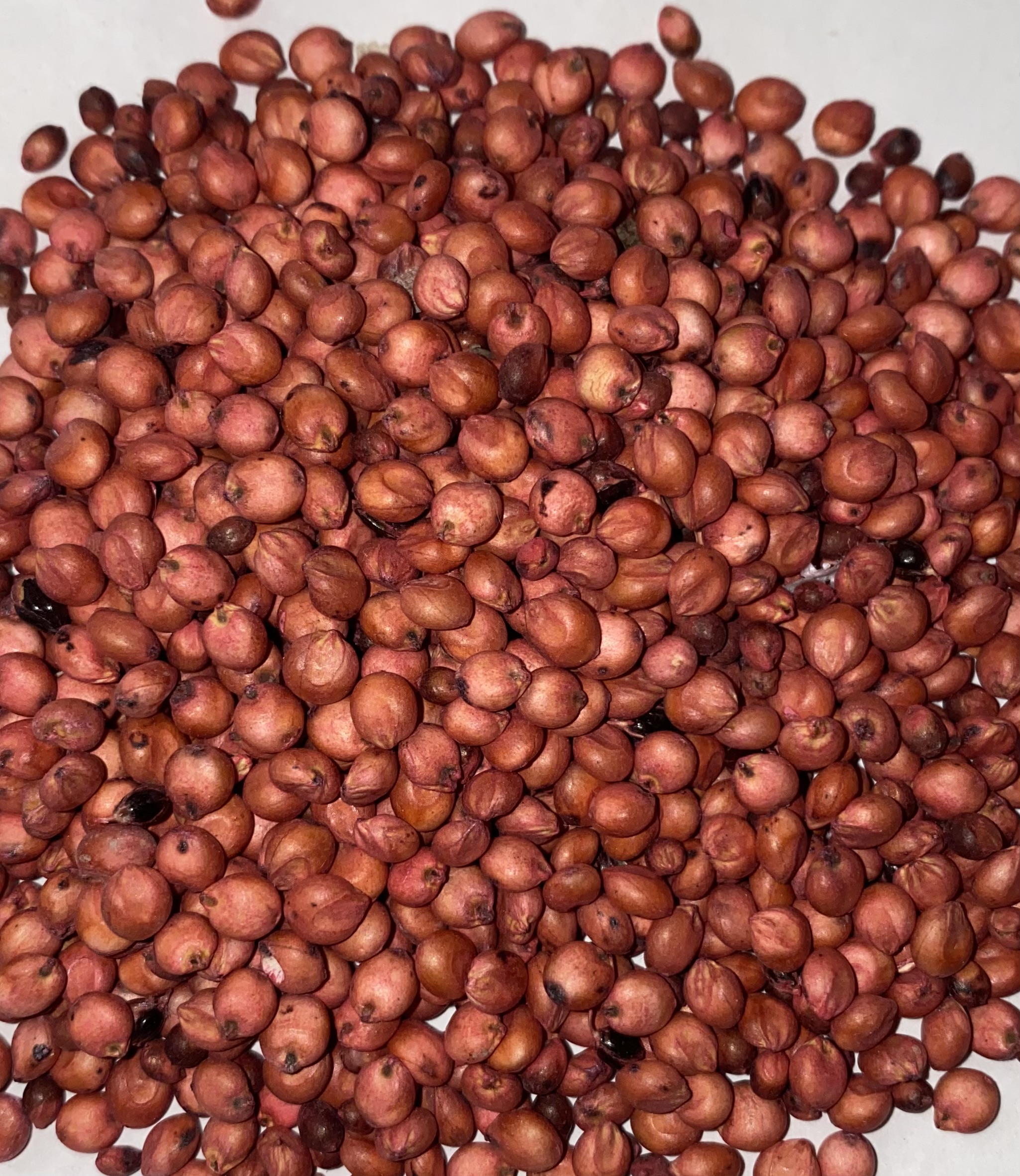 Hybrid Forage Sorghum;VNS