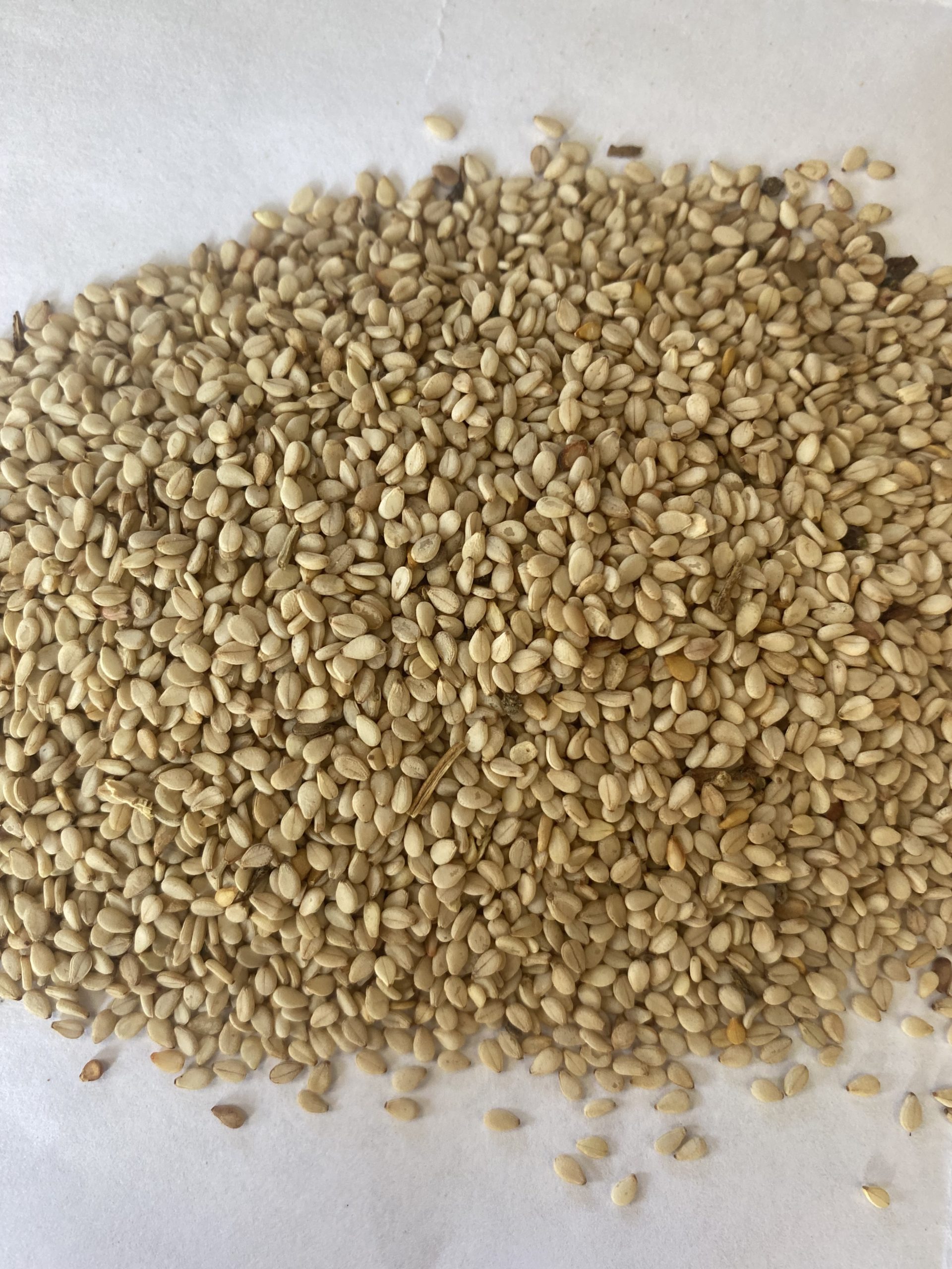 Sesame